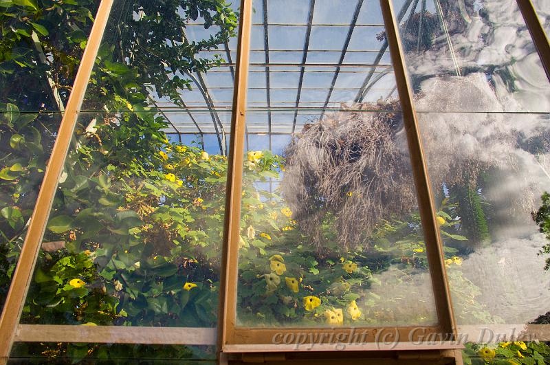 Glasshouse, Adelaide Botanic Gardens IMGP8812.jpg